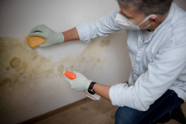 Home Mold Removal in Rocky Top, TN