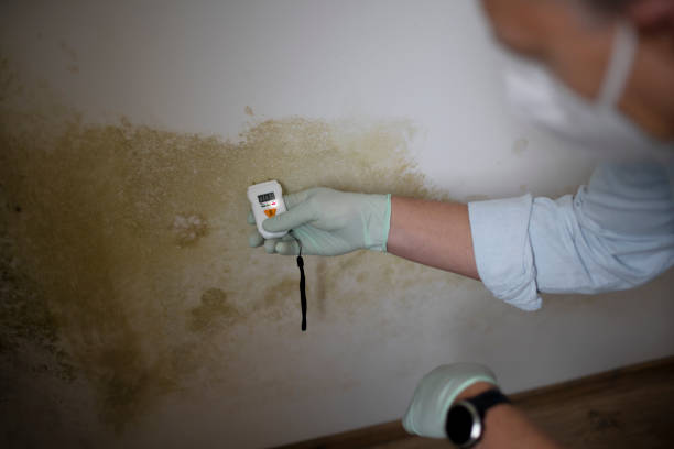 Best Toxic Mold Removal  in Rocky Top, TN