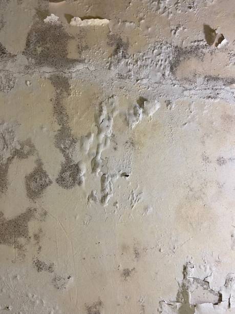 Best Mold Cleaning Services  in Rocky Top, TN