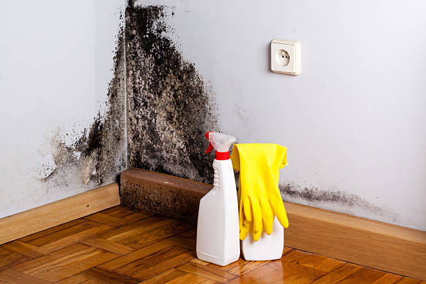 Best Residential Mold Removal  in Rocky Top, TN