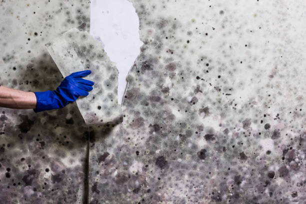 Best Mold Testing and Removal  in Rocky Top, TN